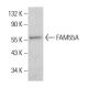 FAM55A Antibody (H-2) - Western Blotting - Image 385272