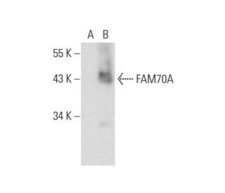 FAM70A Antibody (F-6) - Western Blotting - Image 333394