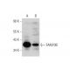 FAM70B Antibody (E-4) - Western Blotting - Image 314100 