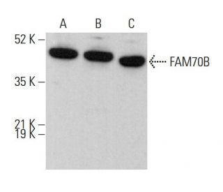 FAM70B Antibody (E-4) - Western Blotting - Image 375590 