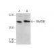 FAM70B Antibody (E-4) - Western Blotting - Image 375583