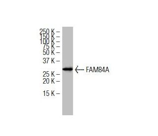 FAM84A Antibody (BA-9) - Western Blotting - Image 34567 