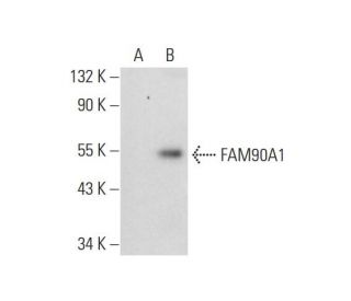 FAM90A Antibody (A-8) - Western Blotting - Image 296966
