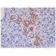FAM96B Antibody (F-1) - Immunohistochemistry - Image 284889