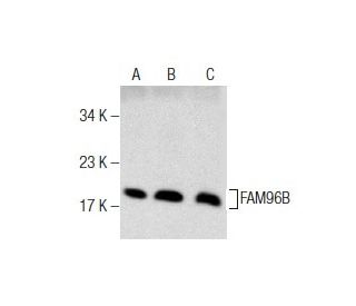 FAM96B Antibody (F-1) - Western Blotting - Image 159452 