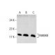 FAM96B Antibody (F-1) - Western Blotting - Image 159452 