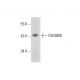 FAM98B Antibody (B-1) - Western Blotting - Image 304391