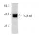 FAM98B Antibody (B-1) - Western Blotting - Image 388939 