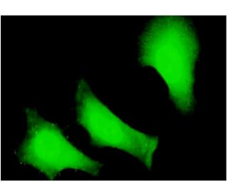 FANCC Antibody (6E7) - Immunofluorescence - Image 346118 