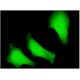 FANCC Antibody (6E7) - Immunofluorescence - Image 346118 