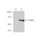 FANCC Antibody (6E7) - Western Blotting - Image 347553 