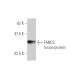 FANCC Antibody (6E7) - Western Blotting - Image 348479