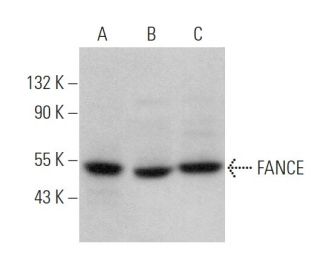 FANCE Antibody (B-1) - Western Blotting - Image 375888 