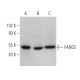 FANCE Antibody (B-1) - Western Blotting - Image 375888 