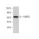 FANCE Antibody (B-1) - Western Blotting - Image 384763