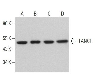 FANCF Antibody (D-2) - Western Blotting - Image 366919 