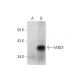 FANCF Antibody (G-4) - Western Blotting - Image 133153