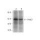 FANCF Antibody (G-4) - Western Blotting - Image 318457 