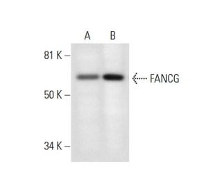 FANCG Antibody (F-8) - Western Blotting - Image 294833 