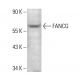 FANCG Antibody (F-8) - Western Blotting - Image 376199