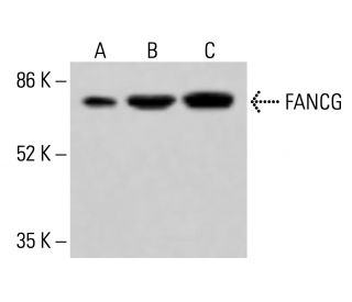 FANCG Antibody (F-8) - Western Blotting - Image 415245 