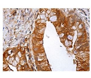 FANCL Antibody (C-4) - Immunohistochemistry - Image 158182 