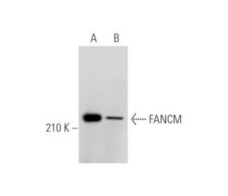 FANCM Antibody (M40-P2C6) - Western Blotting - Image 334209