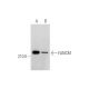 FANCM Antibody (M40-P2C6) - Western Blotting - Image 334209