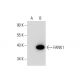 FANK1 Antibody (E-5) - Western Blotting - Image 300565