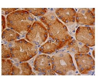 FANK1 Antibody (F-5) - Immunohistochemistry - Image 346430 