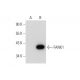 FANK1 Antibody (F-5) - Western Blotting - Image 300467 