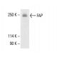 FAP Antibody (73.3) - Western Blotting - Image 411225