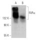 western blotting image from recommended FAPα (SS-13) monoclonal antibody replacement. Image 368194