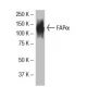 FAPα Antibody (SS-13) - Western Blotting - Image 33902