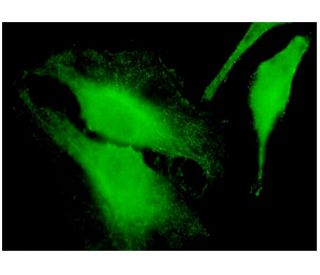 FARP1 Antibody (2D4) - Immunofluorescence - Image 346138 