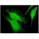FARP1 Antibody (2D4) - Immunofluorescence - Image 346138 