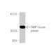 FARP1 Antibody (2D4) - Western Blotting - Image 349016
