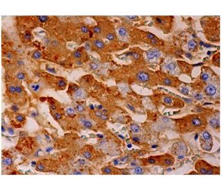 FARP2 Antibody (D-5) - Immunohistochemistry - Image 286497 