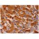FARP2 Antibody (D-5) - Immunohistochemistry - Image 286497 