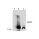 FARP2 Antibody (H-9) - Western Blotting - Image 289756 