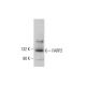 FARP2 Antibody (H-9) - Western Blotting - Image 377486