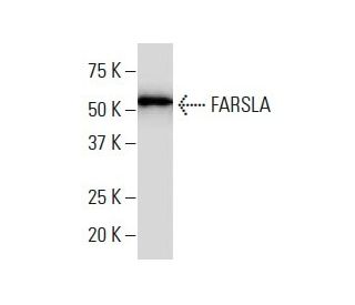 FARSLA Antibody (L-8) - Western Blotting - Image 34351