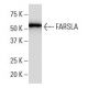 FARSLA Antibody (L-8) - Western Blotting - Image 34351