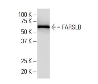 FARSLB Antibody (J-02) - Western Blotting - Image 34349 
