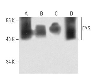 western blotting image from recommended FAS (B-10) monoclonal antibody replacement. Image 12760