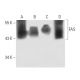 western blotting image from recommended FAS (B-10) monoclonal antibody replacement. Image 12760