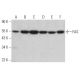 western blotting image from recommended FAS (G-9) monoclonal antibody replacement. Image 373106