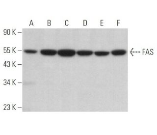 western blotting image from recommended FAS (G-9) monoclonal antibody replacement. Image 373106