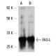 FAS-L Antibody (4H9) - Western Blotting - Image 6233 