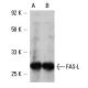 FAS-L Antibody (4H9) - Western Blotting - Image 6234